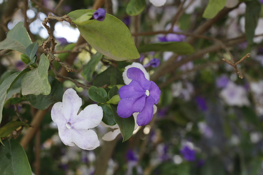 Close-up of purple and white dual-colored flowers on a bush