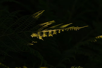 Sunlit fern frond in dark forest background