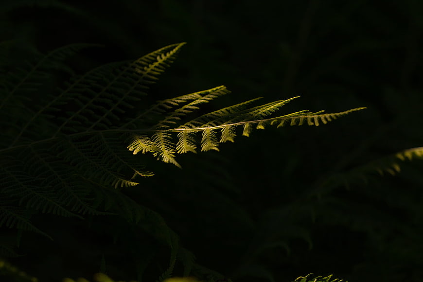 Sunlit fern frond in dark forest background