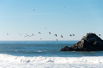 Pelicans Flying Over Ocean Waves Near Rocky Outcrop
