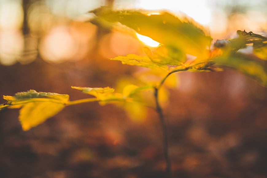Golden sunlight shining through yellow autumn leaves in a forest