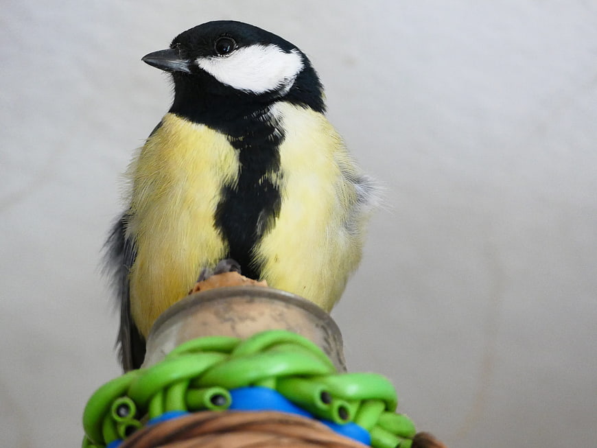 Great Tit bird perched on colorful feeder