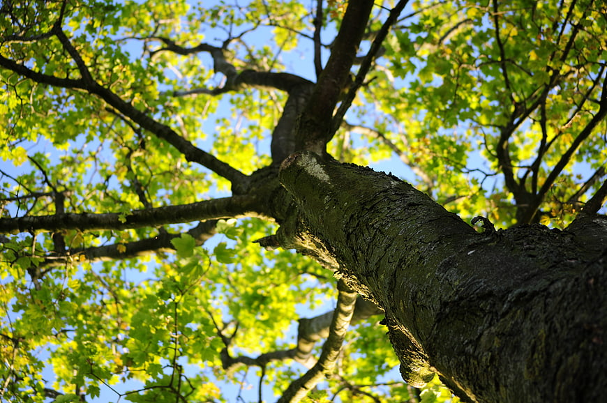 Low angle view of green tree canopy against blue sky