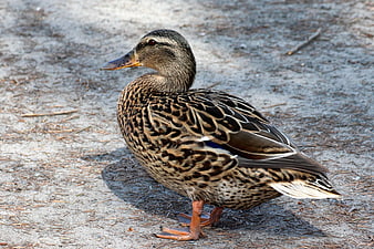 Female Mallard Duck Standing on Sandy Ground
