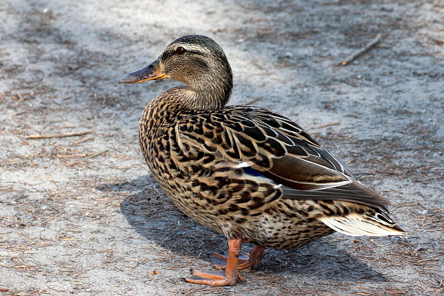 Female Mallard Duck Standing on Sandy Ground