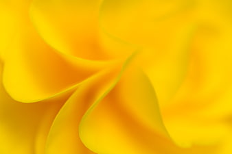 Abstract Close-Up of Vibrant Yellow Flower Petals