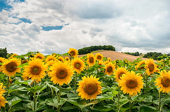 Vibrant Sunflower Field Under Cloudy Blue Sky