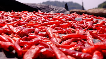 Close-up of red chili peppers drying in the sun