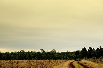 Dirt road winding through harvested field to green forest
