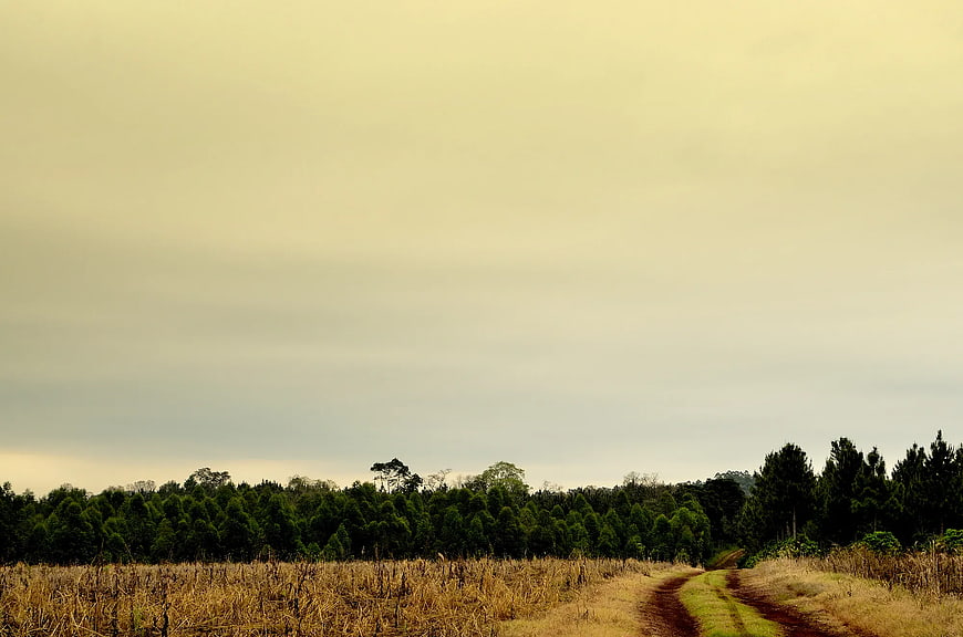 Dirt road winding through harvested field to green forest