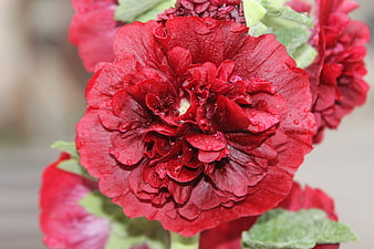 Close-up of vibrant red hollyhock flower with water droplets
