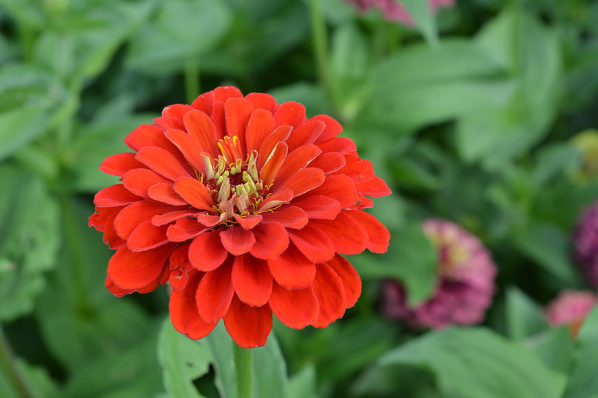 Vibrant Red Zinnia Flower Close-Up in Green Garden