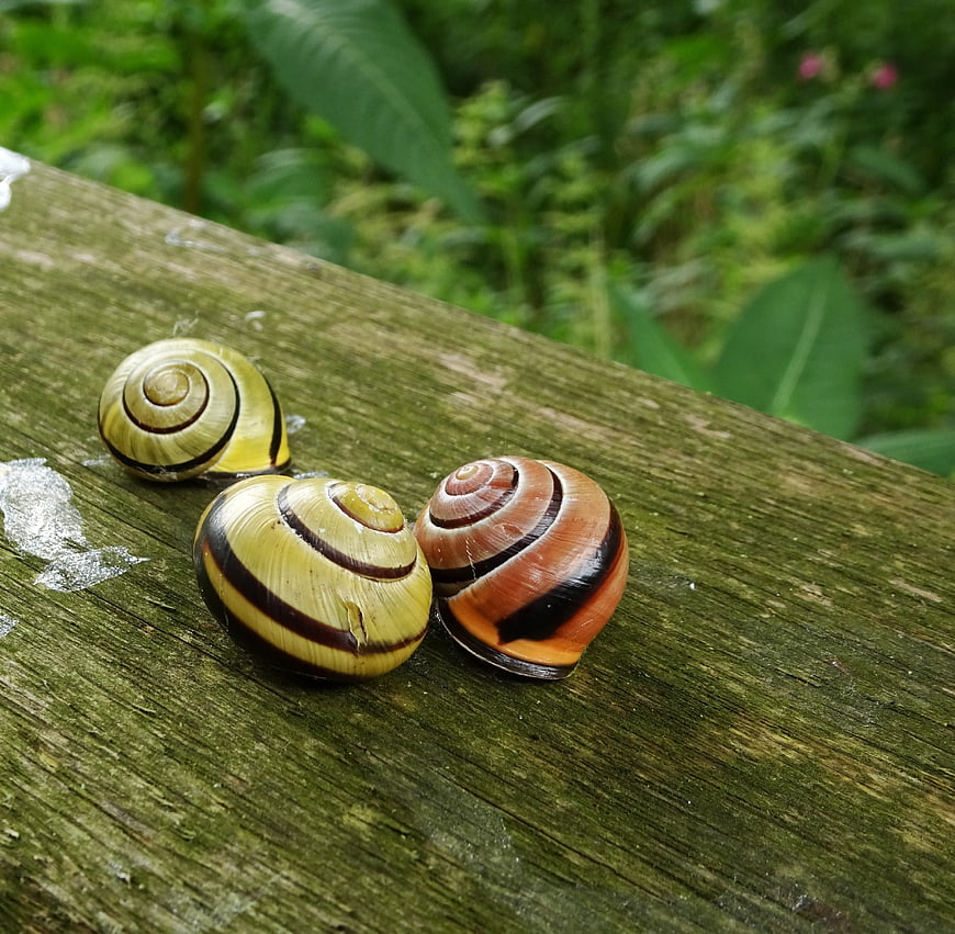 Three colorful snail shells on weathered wood