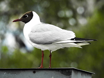 Black-headed Gull Standing on Metal Roof with Green Background