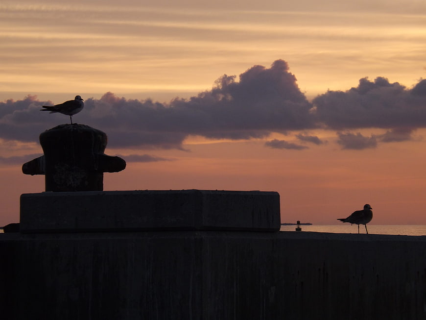 Seagull Silhouettes on Pier Bollard at Sunset