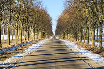 Winter tree-lined avenue with snow and long shadows