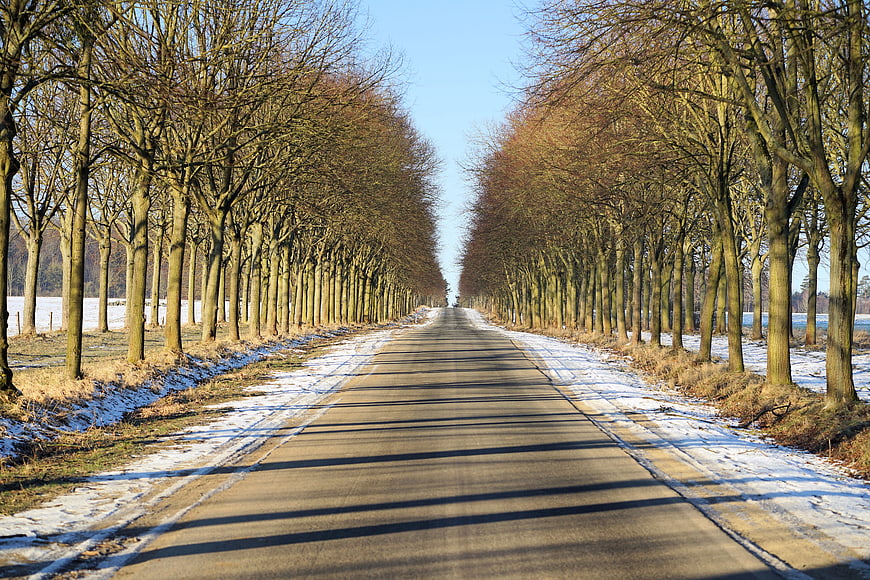 Winter tree-lined avenue with snow and long shadows
