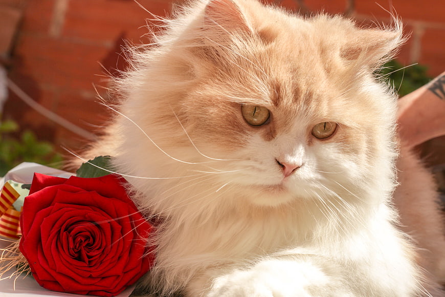 Fluffy Ginger Cat with Red Rose in Sunlight