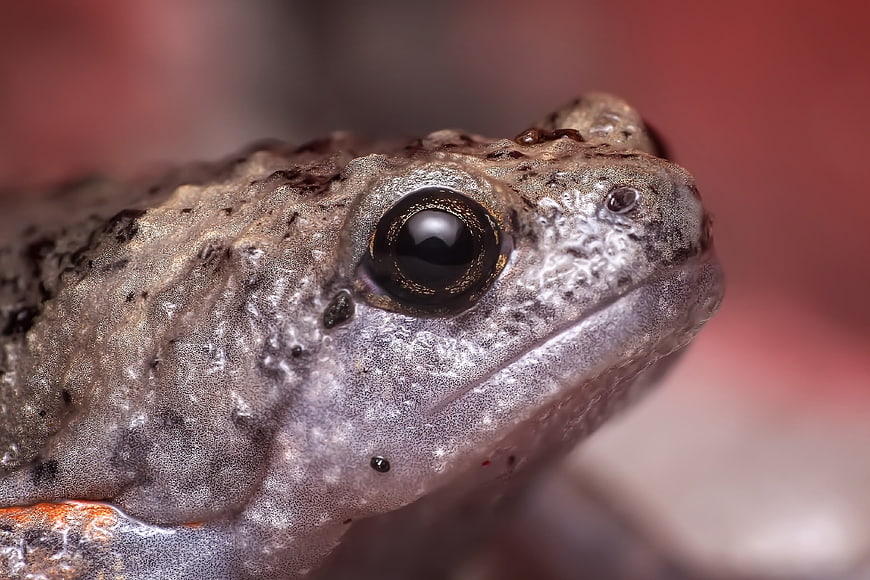 Macro Close-Up of a Toad's Eye and Textured Skin