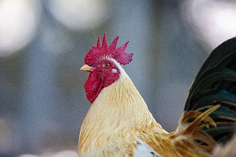 Close-up portrait of a white rooster with red comb
