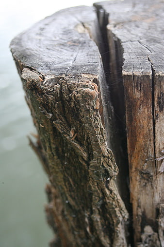 Close-up of weathered wooden post with deep cracks and bark texture
