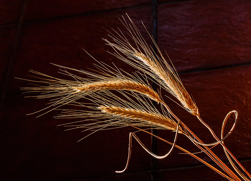 Dried Wheat Ears on Dark Wooden Background