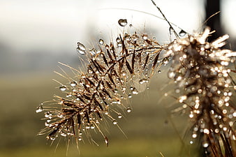 Close-up of dew drops on wild grass seed head