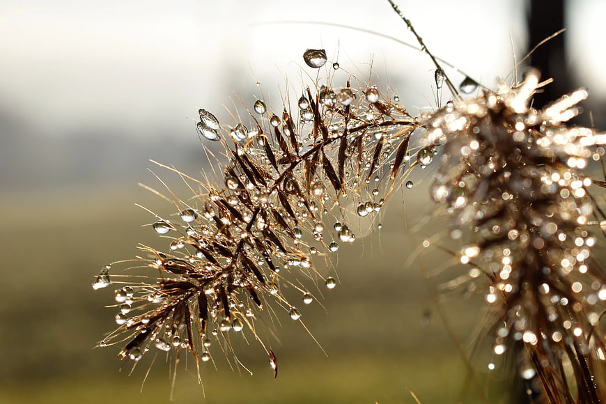 Close-up of dew drops on wild grass seed head