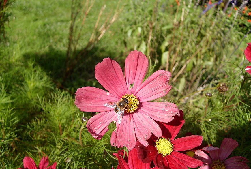 Honeybee Pollinating Pink Cosmos Flower in Garden