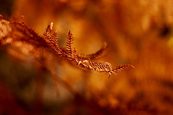 Close-up of dried brown fern frond in autumn sunlight