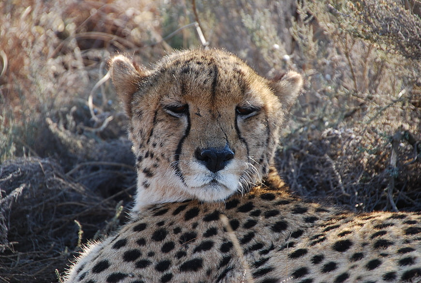 Close-up portrait of a resting cheetah in the wild