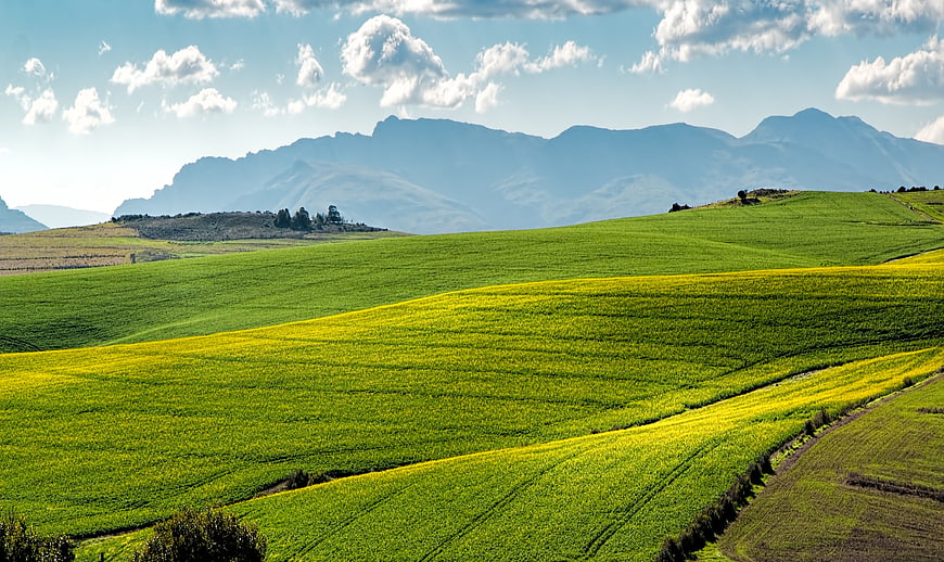Rolling Green and Yellow Fields with Mountain Background