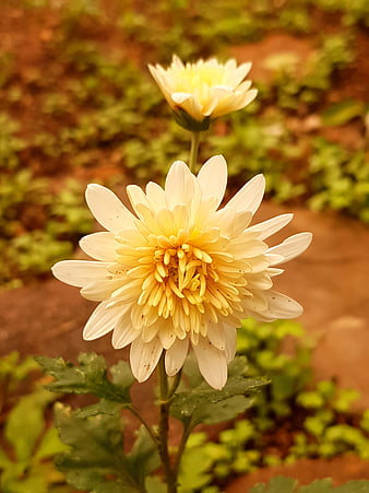 Close-up of White and Yellow Chrysanthemum Flower
