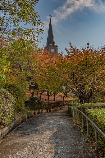 Church steeple rising above autumn trees on a path