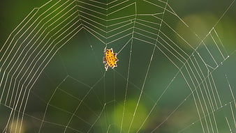 Yellow Spiny Orb Weaver Spider on Web