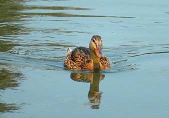 Brown Duck Swimming in Calm Pond Water