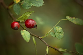 Close-up of red rose hips on a branch with green leaves