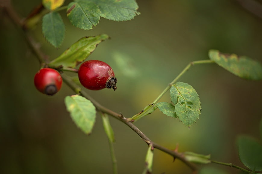 Close-up of red rose hips on a branch with green leaves