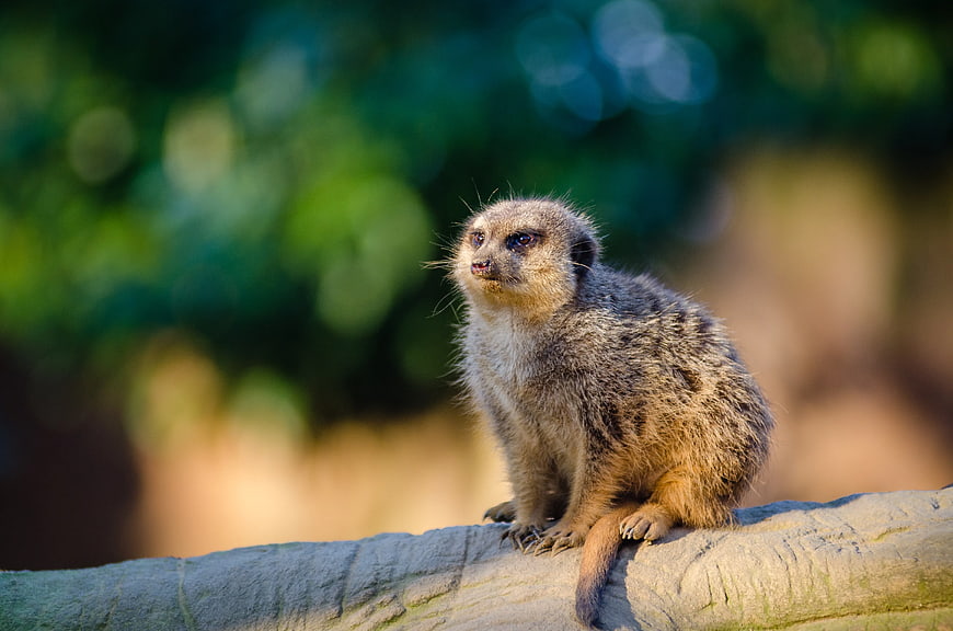 Meerkat Sitting on Log in Sunlight