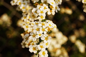 Close-up of white spring blossoms with yellow centers