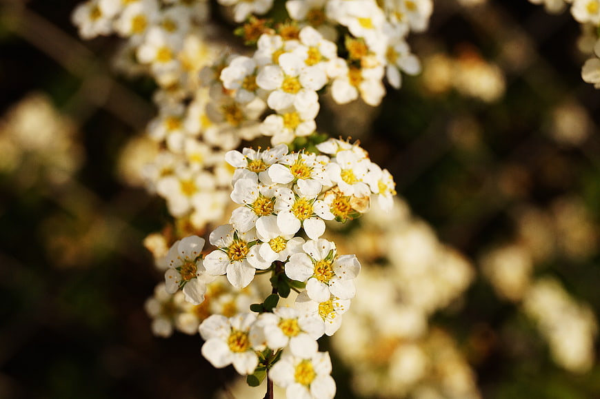 Close-up of white spring blossoms with yellow centers