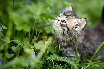 Fluffy tabby kitten looking up in green grass and wildflowers