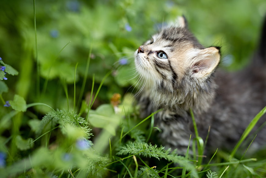 Fluffy tabby kitten looking up in green grass and wildflowers