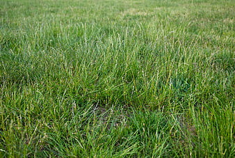 Close-up of lush green grass texture in a meadow