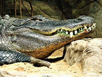 Close-up of Alligator Head with Teeth on Rock