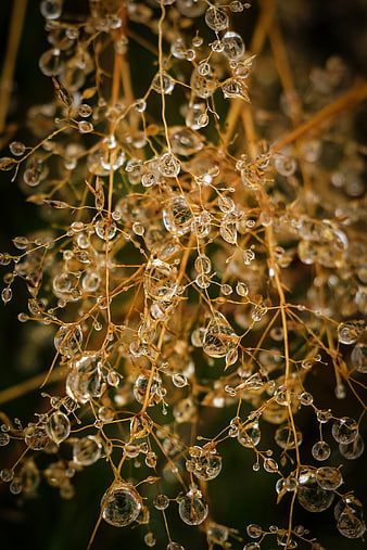 Macro photography of golden grass stems covered in sparkling water droplets