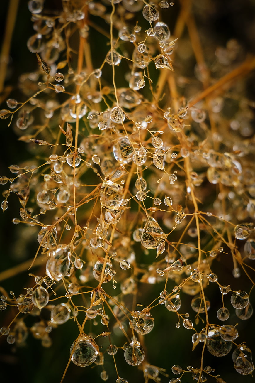 Macro photography of golden grass stems covered in sparkling water droplets