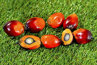 Fresh red oil palm fruits and cut kernels on green grass