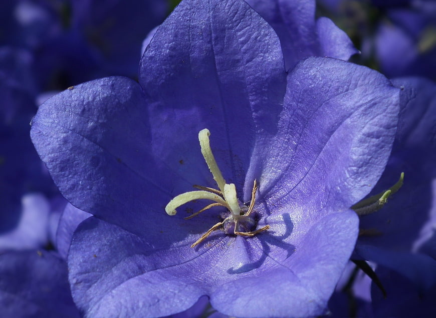 Close-up of vibrant purple bellflower with detailed stamen