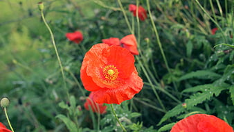 Vibrant Red Poppy Flower in Green Meadow